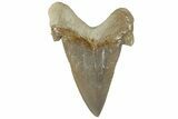 Serrated Sokolovi (Auriculatus) Shark Tooth - Dakhla, Morocco #312667-1